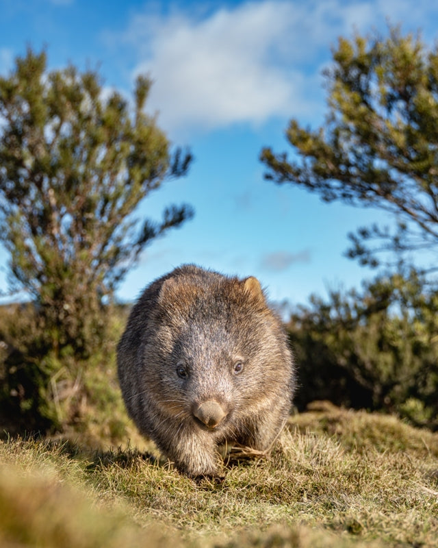 Tassie Wombat at Cradle Mountain