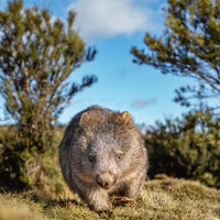 Tassie Wombat at Cradle Mountain