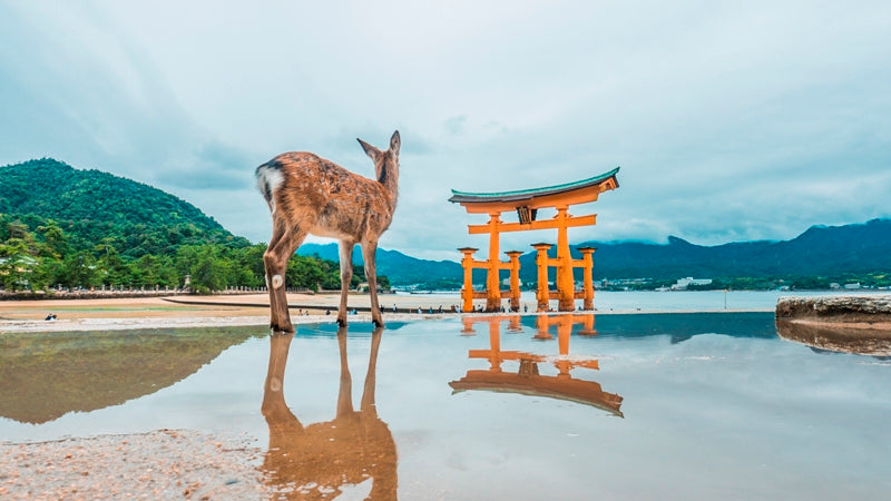 The Deer (Itsukushima Shrine)