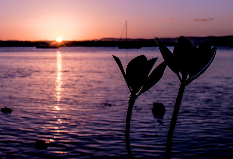 The Mangroves 2