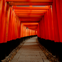 The Red Gates of Japan