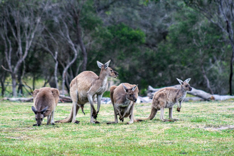 The Roo's