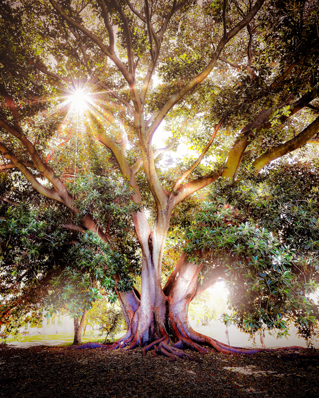 The Kings Tree – Riptide Prints