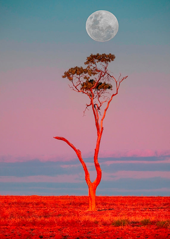 Tree Moonrise