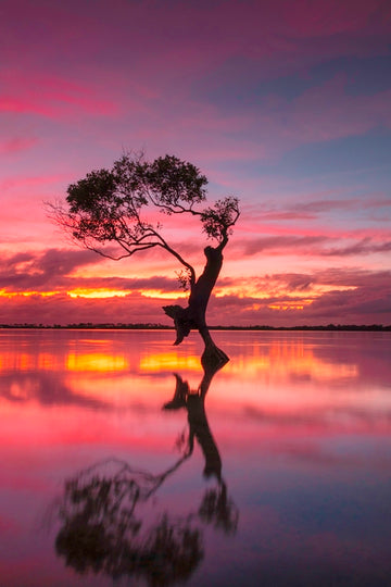 Tree Reflections