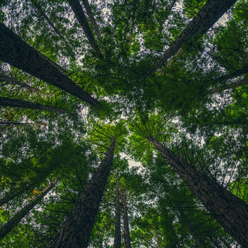 Tree Tops