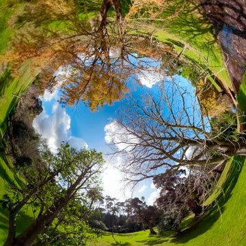 Tree Seasons