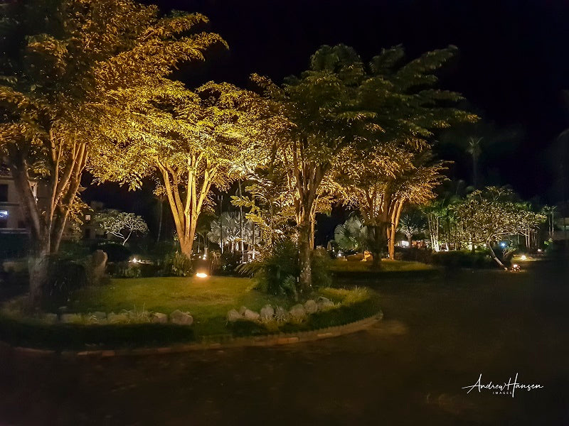 Trees at Night