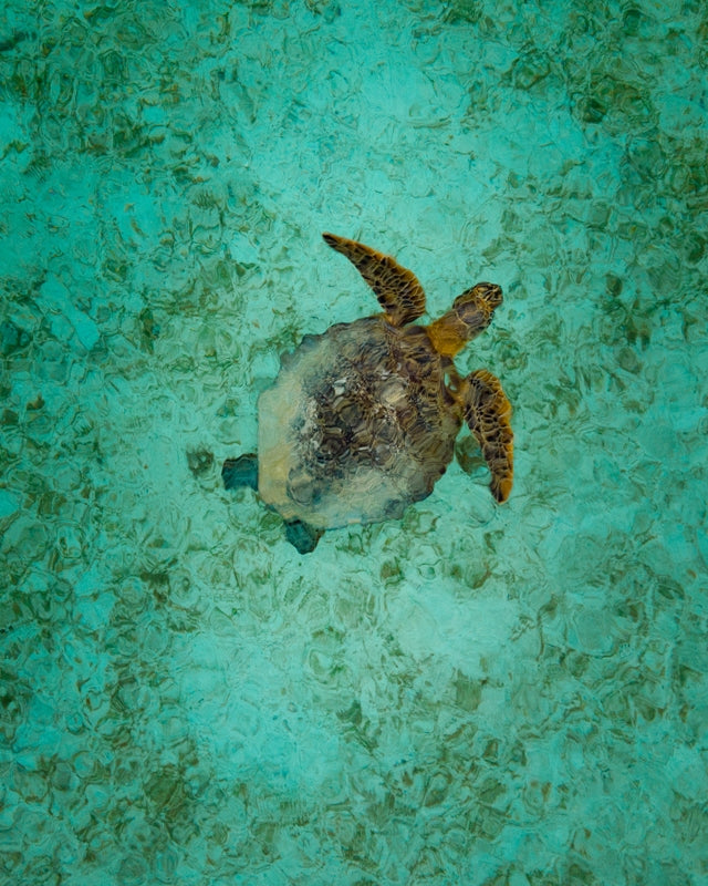 Turtle in Indonesia