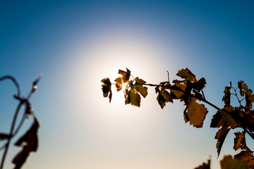 Vine shine
