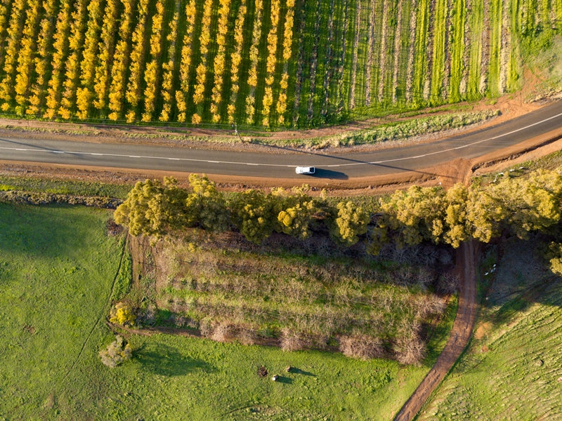 Vineyard