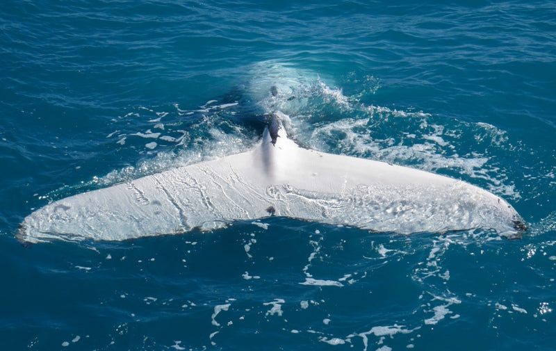 Whale Tail Top Down