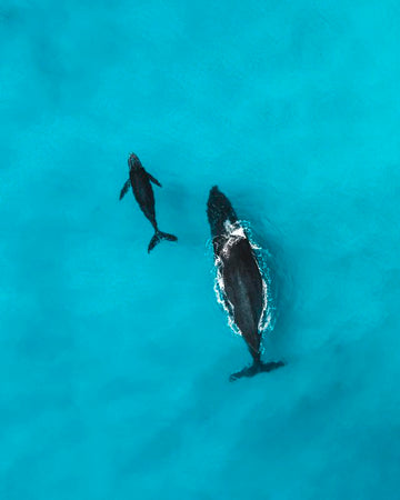 Whale and Calf 1