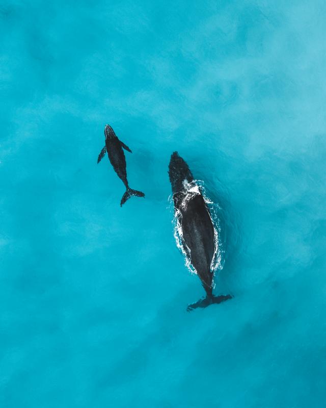 Whale and Calf 1