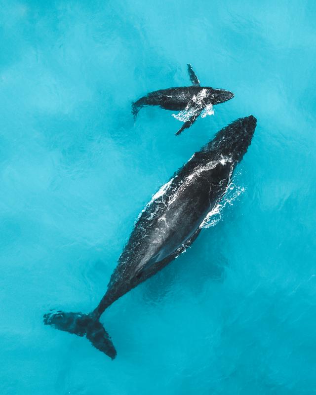 Whale and Calf 2