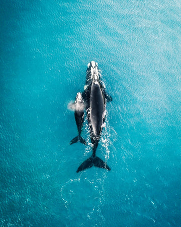 Whales