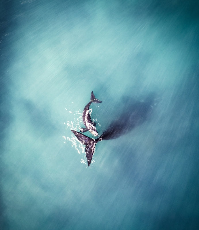 Whales Perth