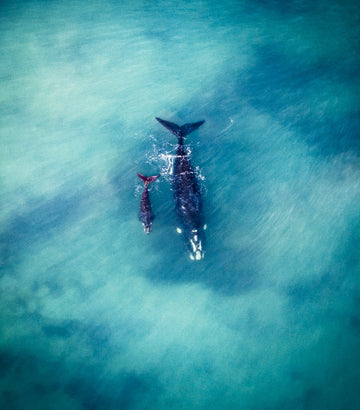 Whales Perth