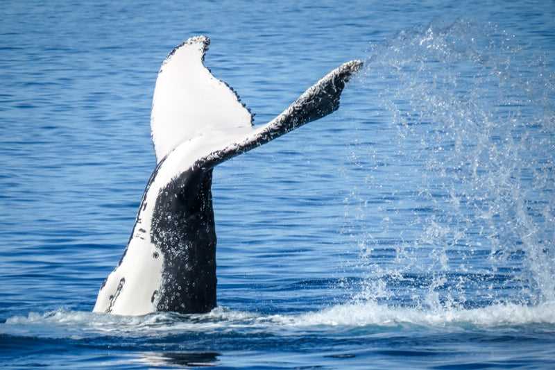 Whale tail