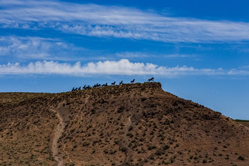 Wild Horses