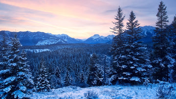 Winter Wonderland