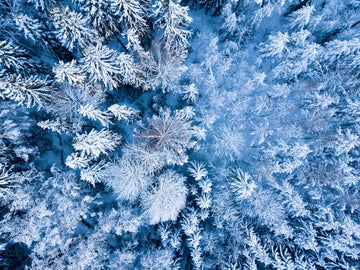 Winter Wonderland