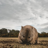 Wombat Greeting