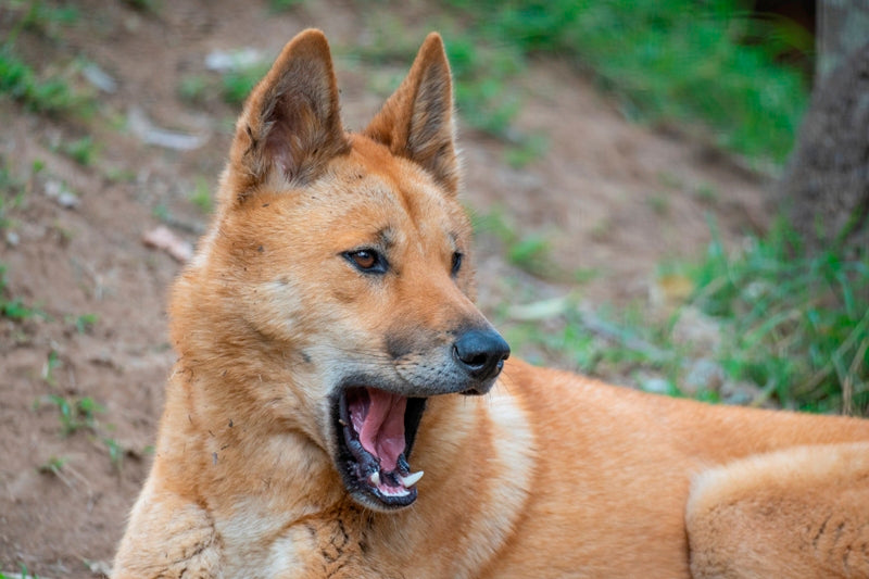 Yawning Dingo