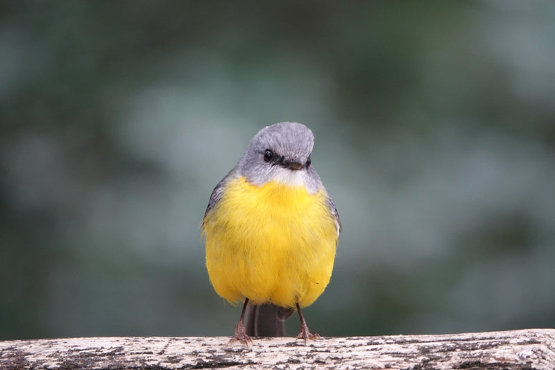 Yellow-breasted Eastern Robin