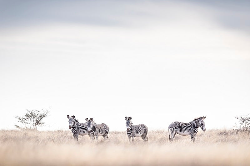 Grevy's Zebras, Kenya