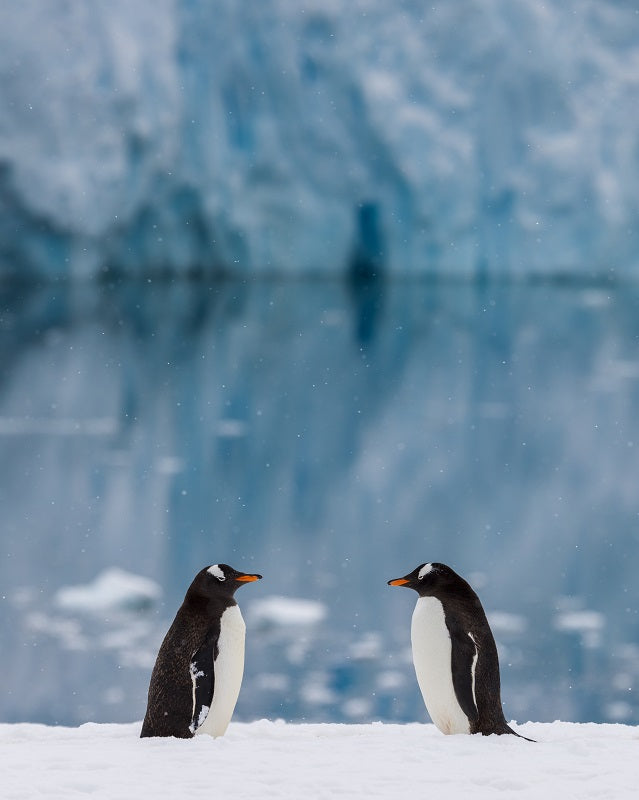 Gentoo Penguins, Antarctic Peninsula
