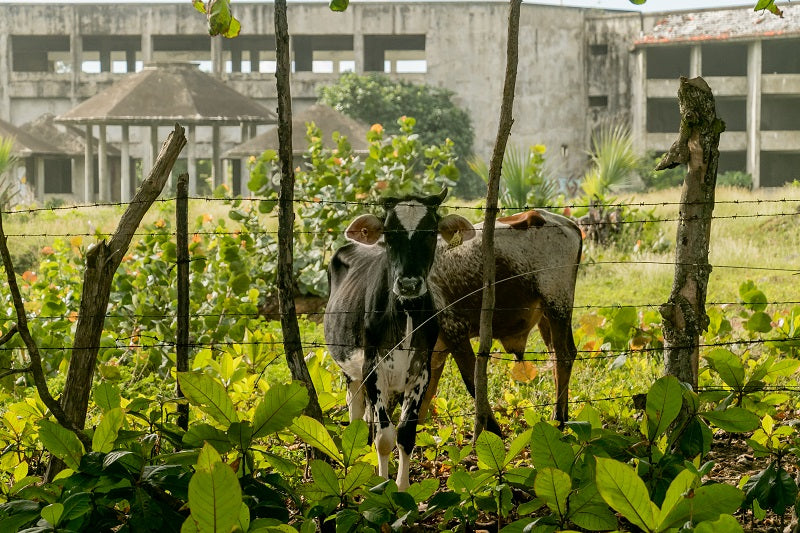 Guardian Cows
