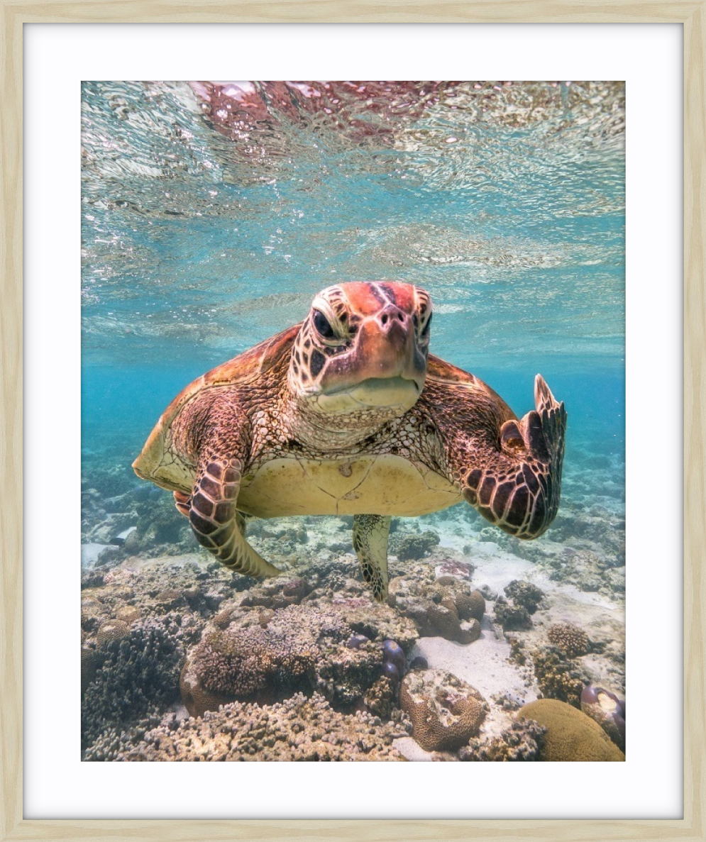 Terry the Turtle Flipping the Bird