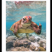 Terry the Turtle Flipping the Bird