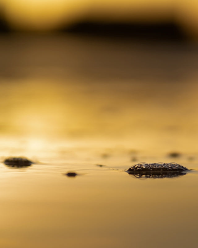 golden hour bubbles