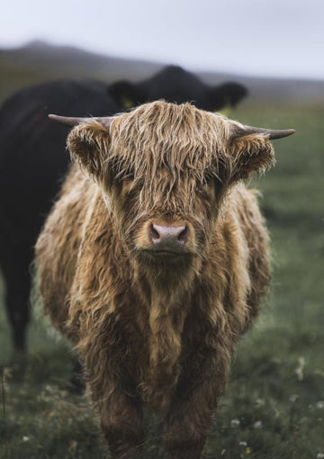 Little Coo