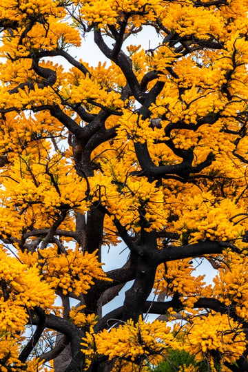 Nuytsia Floribunda