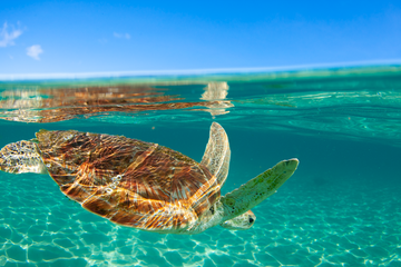 turtle dreaming