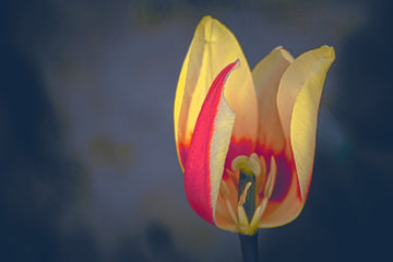 Weathered Tulip